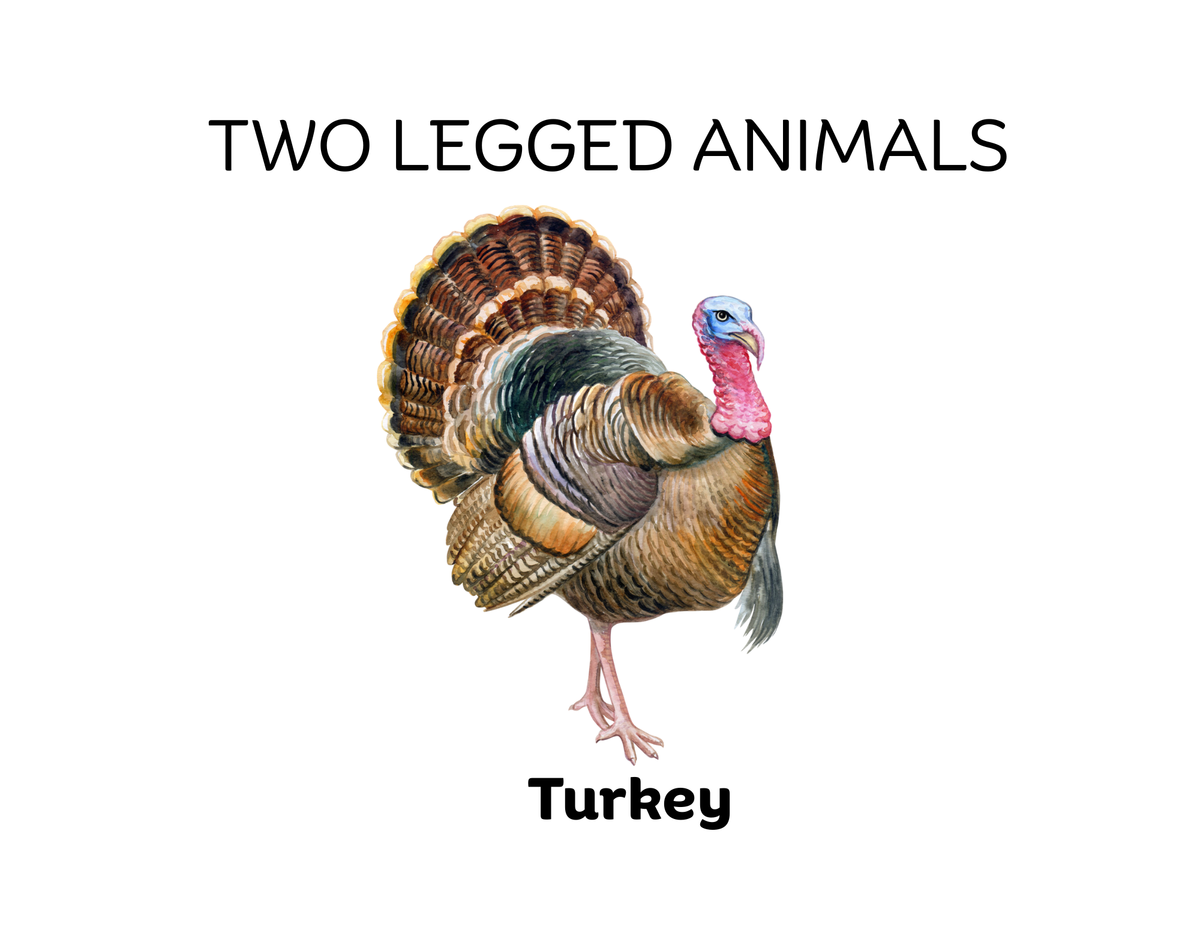 Four-Legged and Two-Legged Animals Sorting Flashcards | Montessori Early Learning Printable